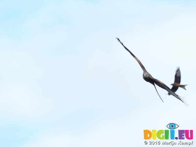 FZ023638 Red kites (Milvus milvus)